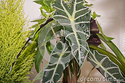 Window plants. Flowers stand houses on a window sill. Stock Photo