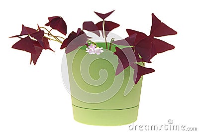 Window plants oxalis Stock Photo