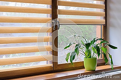 Window roller, duo system day and night. Cozy home interior Stock Photo