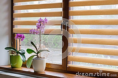 Window roller, duo system day and night. Cozy home interior Stock Photo