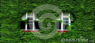 Windows and Green Ivy Lush Growth on Wall of Home or Building Stock Photo