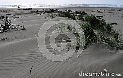Windswept beach with Grass and Driftwood Stock Photo