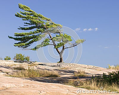 Windswept pine tree Stock Photo