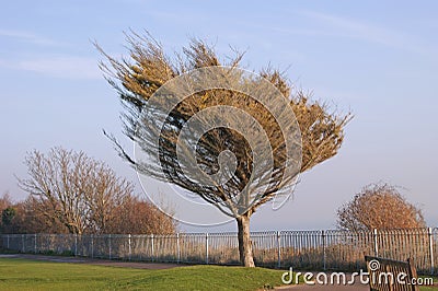 Windswept tree Stock Photo