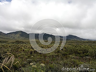 Windy day in a paramo ecosystem. Source of water because of frailejones. Stock Photo