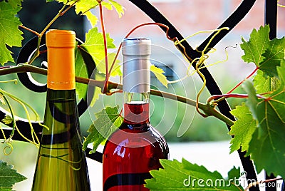 Wine bottles between vine leaves Stock Photo