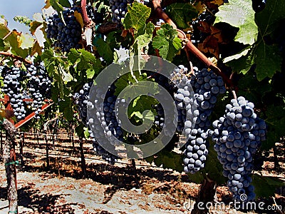 Wine- Close Up of Grapes in a Sonoma California Vineyard Stock Photo