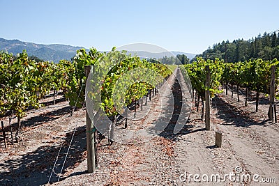 Wine Country Stock Photo