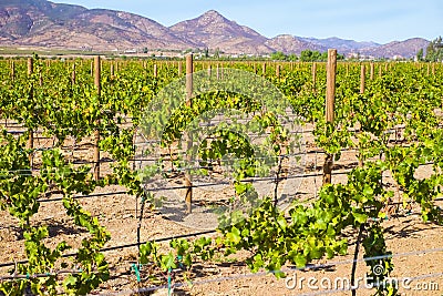 Wine Country, Baja, Ensenada, Mexico Stock Photo