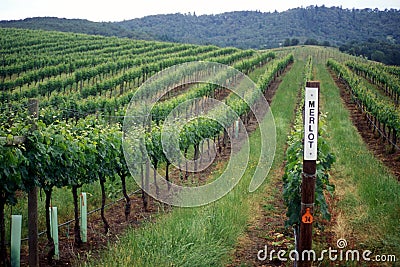 Wine Country Vineyard Landscape Merlot Sign Stock Photo