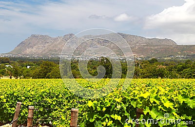 The Wine Farms in cape town , south africa Stock Photo