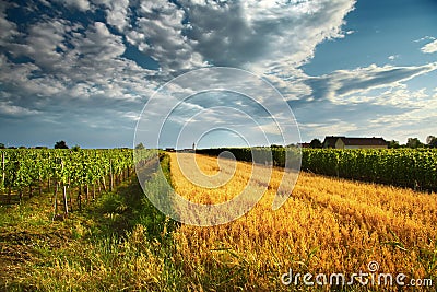 Wine field Stock Photo