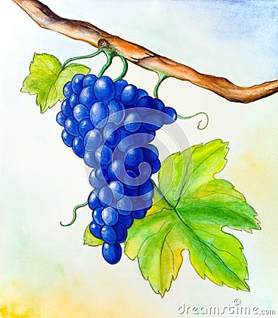 Wine grape Cartoon Illustration