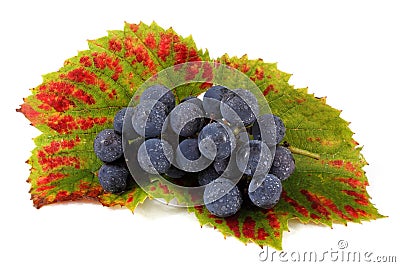 Wine grape cluster with autumn leaves Stock Photo