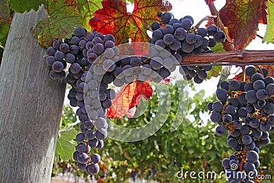 Wine Grapes Stock Photo