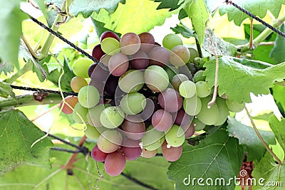 Wine Grapes Stock Photo