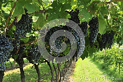 Wine Grapes Stock Photo