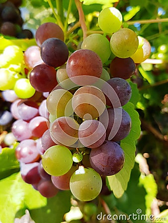 Wine grapes on branch in sunlight. Grape closeup on a sunny day. Stock Photo