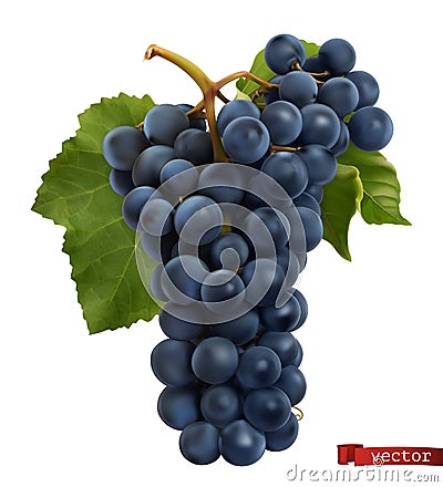 Wine grapes. Fresh fruit, 3d realistic vector Vector Illustration