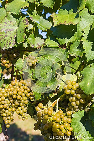 Wine grapes on the plant, Mikulov vineyards, Southern Moravia, Czech Republic Stock Photo