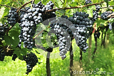 Wine Grapes Stock Photo