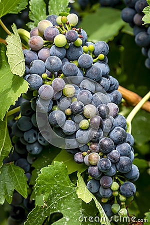 Wine grapes in veraison stage on vine Stock Photo