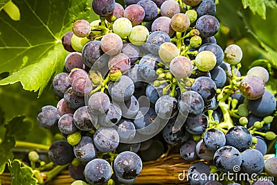 Wine grapes in veraison stage on vine Stock Photo