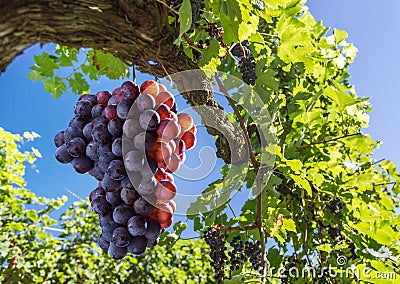 Wine grapes on the vine. Stock Photo