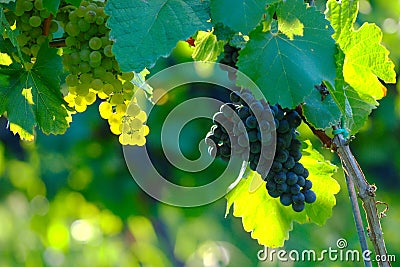 Wine Grapes In Vineyard, Maribor, Slovenia Stock Photo