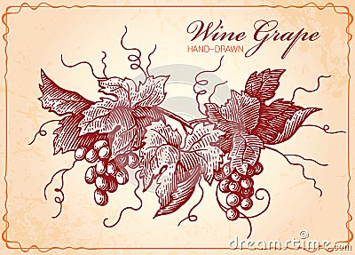 Wine Grapes Vintage Style Illustration Vector Illustration