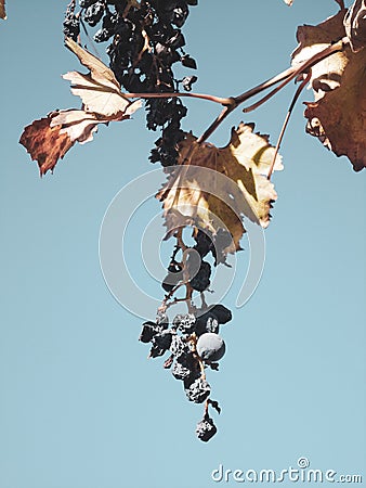 Wine grapevine plant on autumn on a beautiful sky Stock Photo