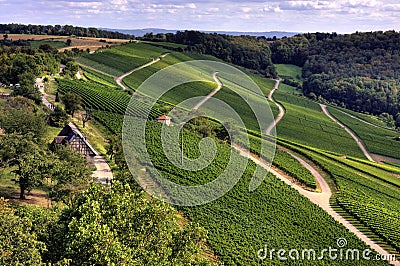 Wine growing Stock Photo