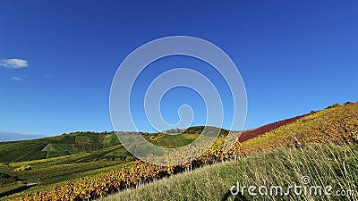 Wine growing area and natural landscapes with colorful vines in autumn around Stuttgart in Baden Wuerttemberg Stock Photo