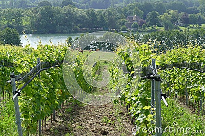 Wine growing in Germany Stock Photo