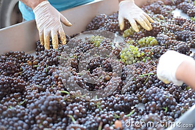 Wine making process Stock Photo
