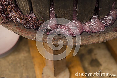 Wine making. Technology of wine production in Moldova. The ancient folk tradition of grape processing. The squeezer is used to Stock Photo