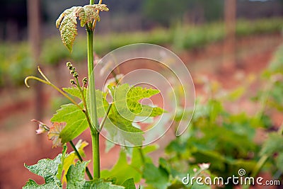 Wine producing, vine fields. Close-up vine leaves. Stock Photo