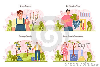 Wine production concept set. Grape selection and cultivation. Grape pruning Vector Illustration