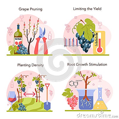 Wine production concept set. Grape selection and cultivation. Grape pruning Vector Illustration