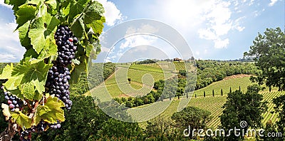 Wine production with ripe grapes before harvest in an old vineyard with winery in the tuscany wine growing area near Montepulciano Stock Photo