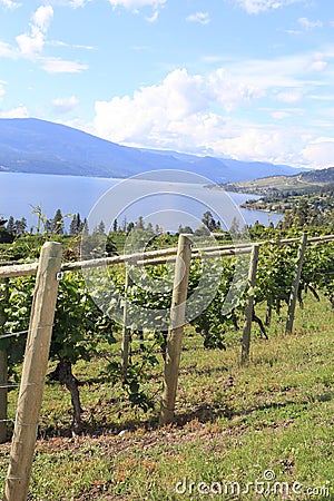 Wine Resorts-California of Canada Okanagan valley Stock Photo