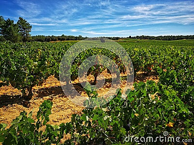 Wine, Ribera del duero Stock Photo