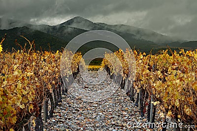 Wine valley from Catalonia Stock Photo