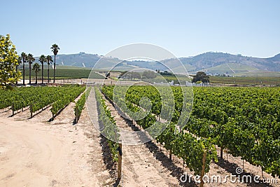 Wine vineyards in Cape Town wine region Stock Photo