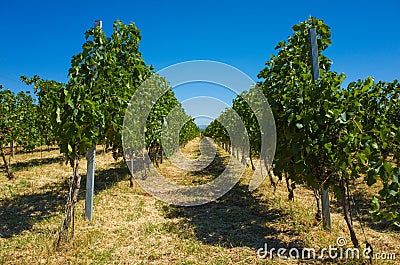 Wine Yard Croatia Stock Photo