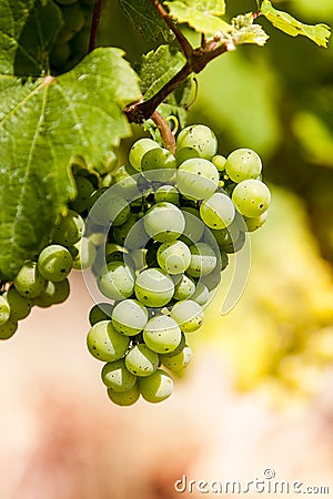 Winegrape in germany Stock Photo