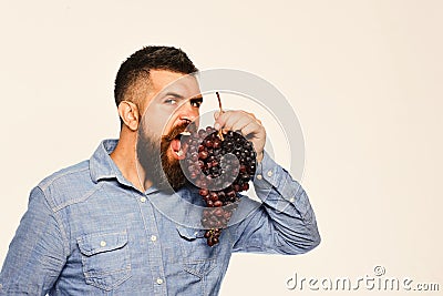 Winegrower with wild face going to bite cluster of grapes Stock Photo