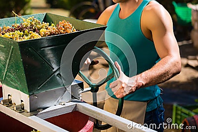 Winegrower working with grape harvesting machine Stock Photo