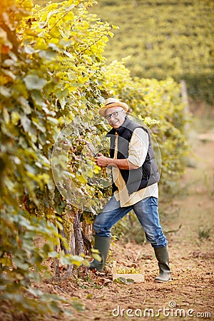 Winemaker harvest the grape at his vineyard Stock Photo
