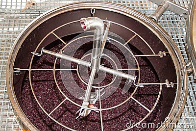 Winemaker harvest winemaking vats for fermenting grapes red Stock Photo